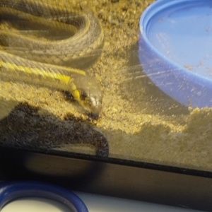 Meet your Posher, Stella